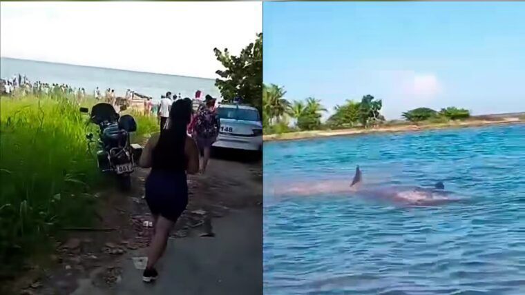 Ballena en Baracoa atrae a decenas de vecinos y moviliza a la Policía