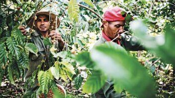 Cosecha de café en Guantánamo inicia con meta de 294.568 latas