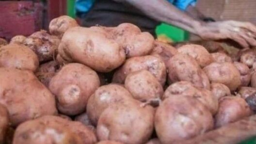 Cooperativa cubana busca convertirse en mipyme para reactivar su producción