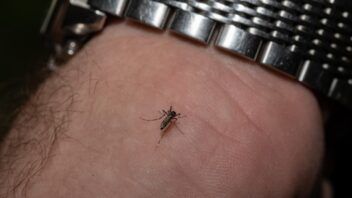 Florida confirma primera muerte por dengue en 2026 y suma 152 casos locales