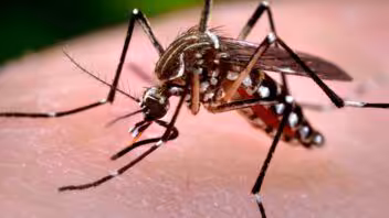 Chikungunya en Cuba: provincias con mayor incidencia y alertas del Minsap