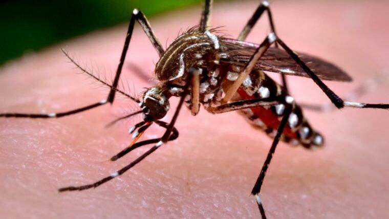 Chikungunya en Cuba: provincias con mayor incidencia y alertas del Minsap