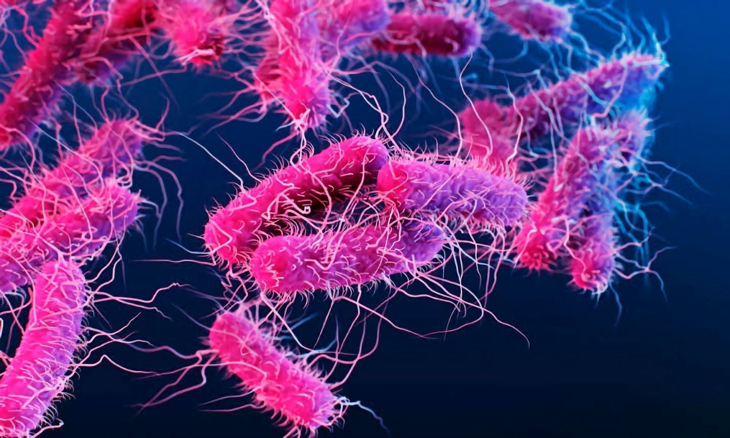 Florida confirma cuatro muertes por Vibrio vulnificus: suben a 21 los casos de la llamada bacteria “come carne”