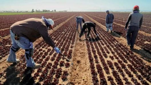 Arrestos de ICE dejan sin trabajadores a fincas del sur de Texas