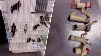 Arrestan en Miami a viajero llegado de Cuba con diez aves ocultas en la ropa interior