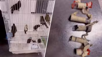 Arrestan en Miami a viajero llegado de Cuba con diez aves ocultas en la ropa interior