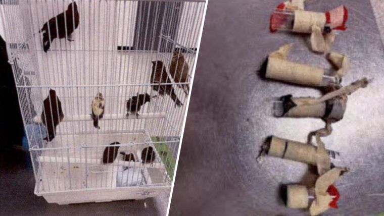 Arrestan en Miami a viajero llegado de Cuba con diez aves ocultas en la ropa interior