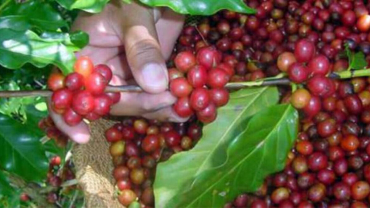 Cosecha de café en Cienfuegos: anuncian pago en divisas a los cosecheros
