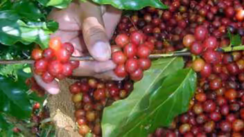 Cosecha de café en Cienfuegos: anuncian pago en divisas a los cosecheros