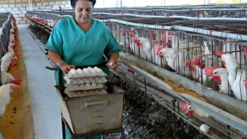 Producción avícola en Minas: preparan una empresa para recuperar instalaciones