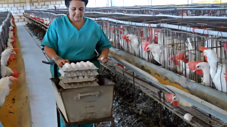 Producción avícola en Minas: preparan una empresa para recuperar instalaciones