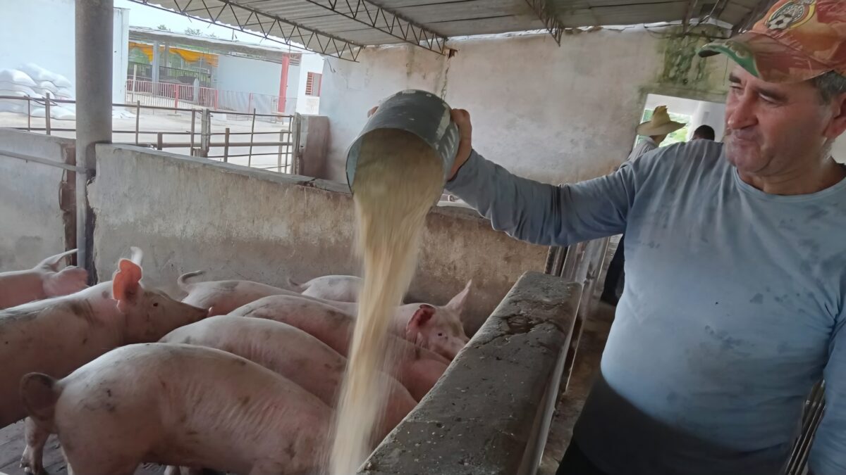 Producción porcina en Artemisa: recuperan granja tras la muerte de decenas de cerdas