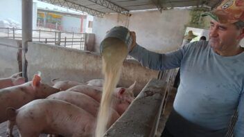 Producción porcina en Artemisa: recuperan granja tras la muerte de decenas de cerdas
