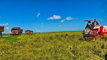 Arroz en Yara: 250 hectáreas sembradas y una meta de 25.000