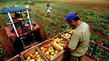 Cooperativas agrícolas en Cuba: plantean ampliar las ventas directas