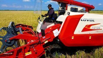 Arroz en Granma: convenio con Vietnam busca superar las 1.500 toneladas