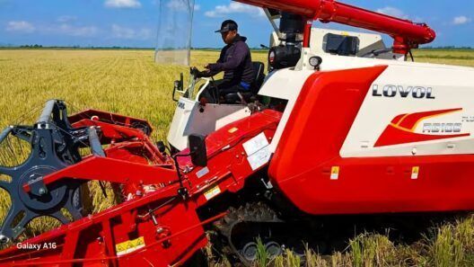Arroz en Granma: convenio con Vietnam busca superar las 1.500 toneladas