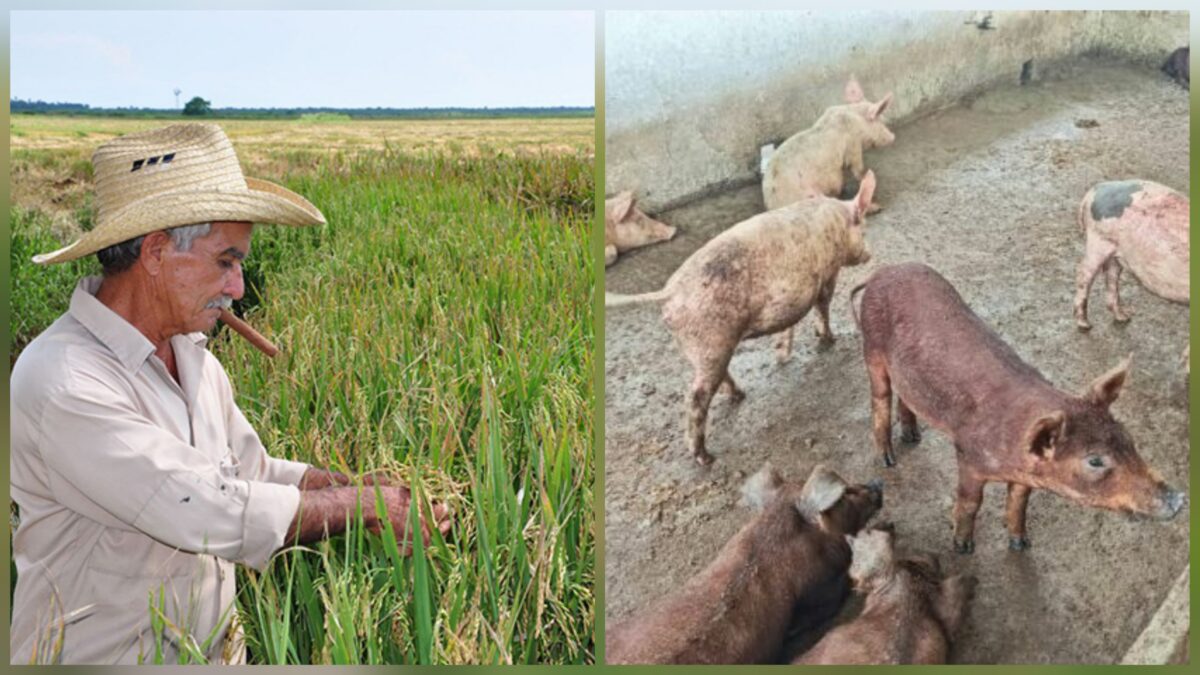 La Gavina siembra más de 500 hectáreas de arroz para semilla en Granma