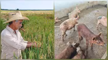 La Gavina siembra más de 500 hectáreas de arroz para semilla en Granma
