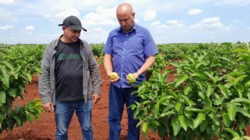 Producción de piña en Matanzas supera las 6.000 toneladas tras proyecto con Italia