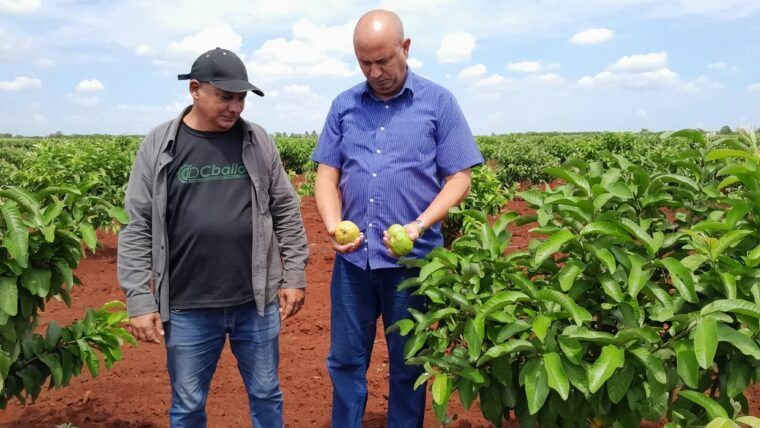 Producción de piña en Matanzas supera las 6.000 toneladas tras proyecto con Italia