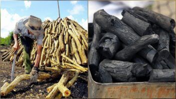Multas por carbón vegetal en Sancti Spíritus rozaban en septiembre las de todo 2025