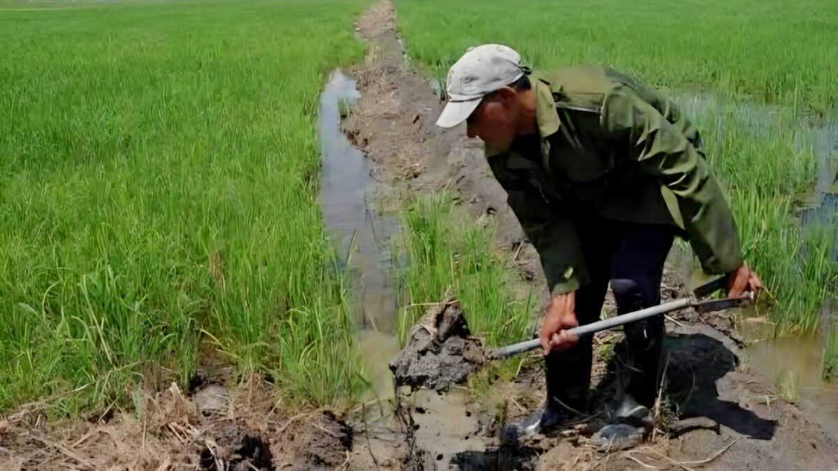 Lluvias permiten sembrar unas 820 hectáreas de arroz en Taguasco
