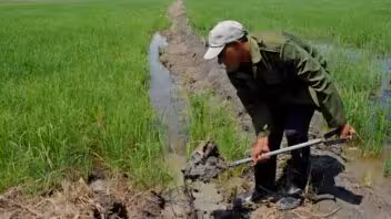 Lluvias permiten sembrar unas 820 hectáreas de arroz en Taguasco