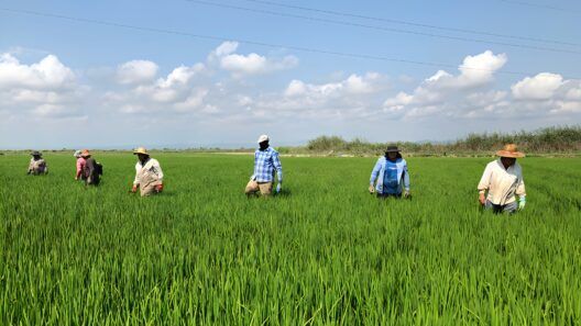 Producción de arroz en Villa Clara: prevén más de 14.000 toneladas en 2026