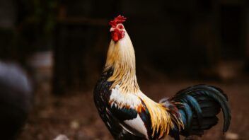 Sacrifican más de 3.100 gallos en Miami tras una investigación por peleas ilegales