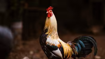 Sacrifican más de 3.100 gallos en Miami tras una investigación por peleas ilegales
