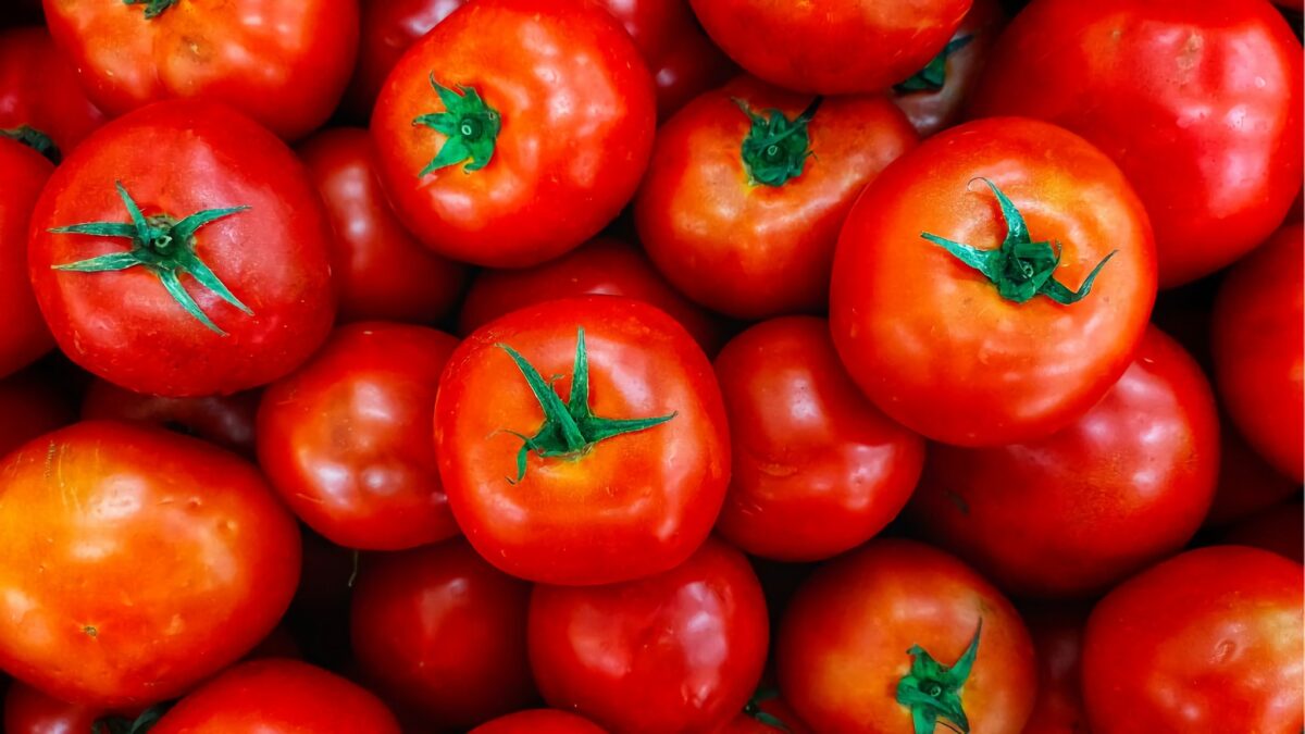 5.500 pesos por quintal: el incentivo para producir tomate en Cuba que no logra cerrar contratos