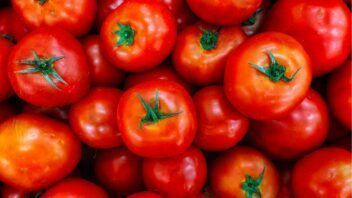 5.500 pesos por quintal: el incentivo para producir tomate en Cuba que no logra cerrar contratos