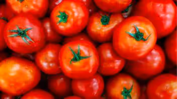 5.500 pesos por quintal: el incentivo para producir tomate en Cuba que no logra cerrar contratos