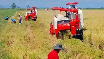 Arroz del proyecto Vietnam-Cuba pasa al secadero en Yara