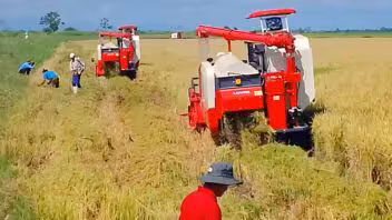 Arroz del proyecto Vietnam-Cuba pasa al secadero en Yara
