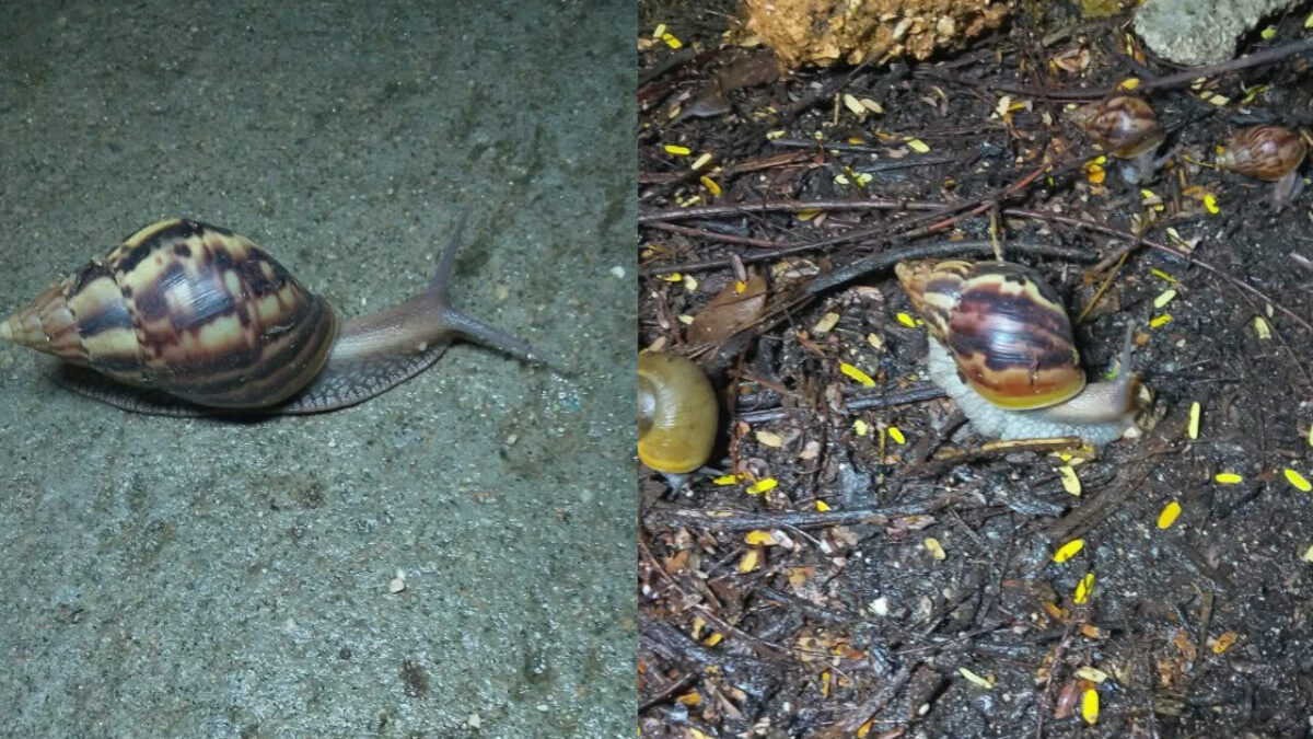 Posible caracol gigante africano en Holguín: piden no tocar los ejemplares