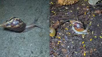 Posible caracol gigante africano en Holguín: piden no tocar los ejemplares