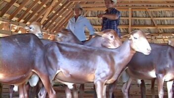 Cría de ovinos en Sancti Spíritus: reservan las hembras para multiplicar el rebaño