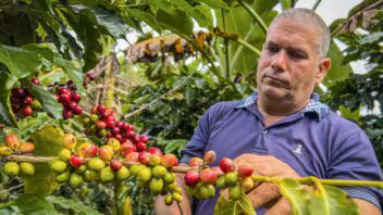 Precio del café en Campechuela: el arábico de primera sube a 1.000 pesos por lata