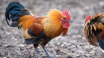 Peleas de gallos en Miami-Dade: hallan miles de aves y arrestan a un hombre