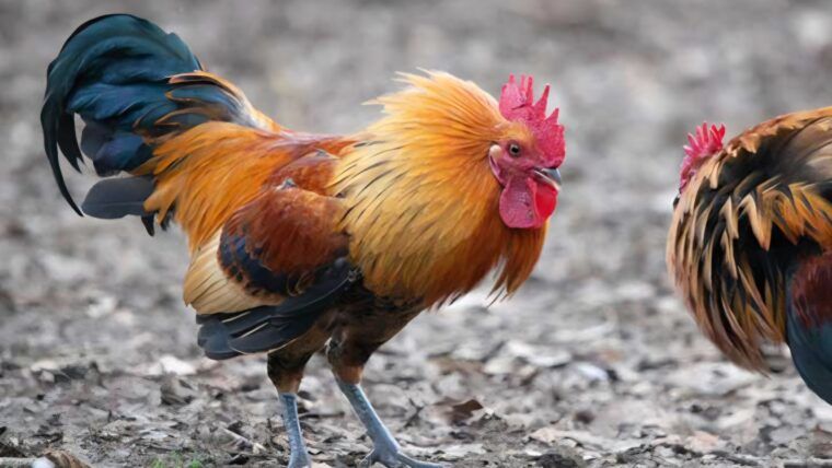 Peleas de gallos en Miami-Dade: hallan miles de aves y arrestan a un hombre
