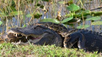 Caimanes y serpientes en Florida: precauciones tras el huracán Isaías