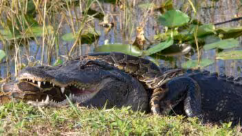 Caimanes y serpientes en Florida: precauciones tras el huracán Isaías