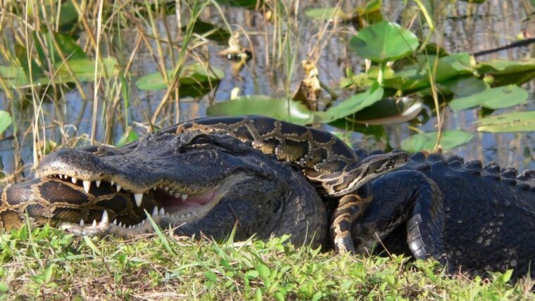 Caimanes y serpientes en Florida: precauciones tras el huracán Isaías