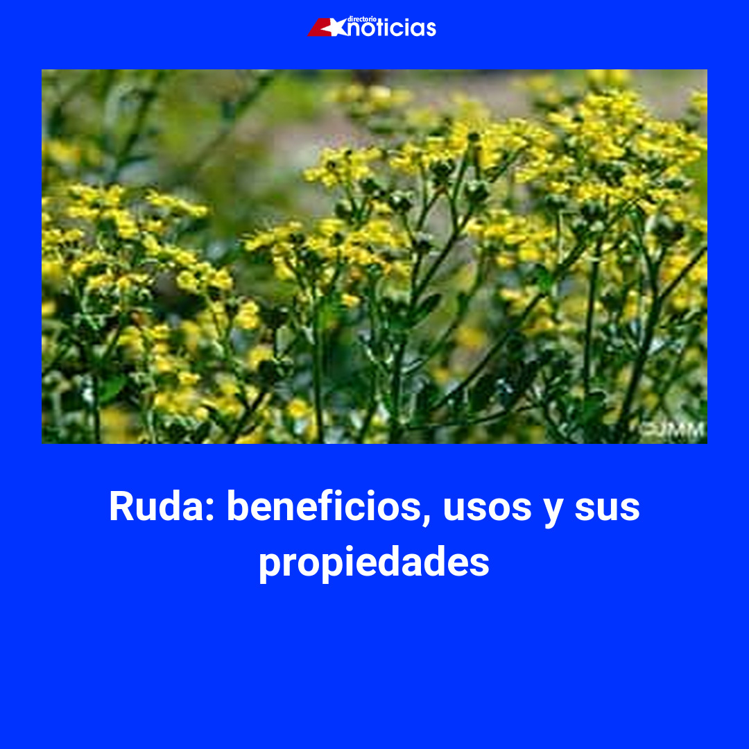 Titulos Ruda Ruda: beneficios, usos y sus propiedades