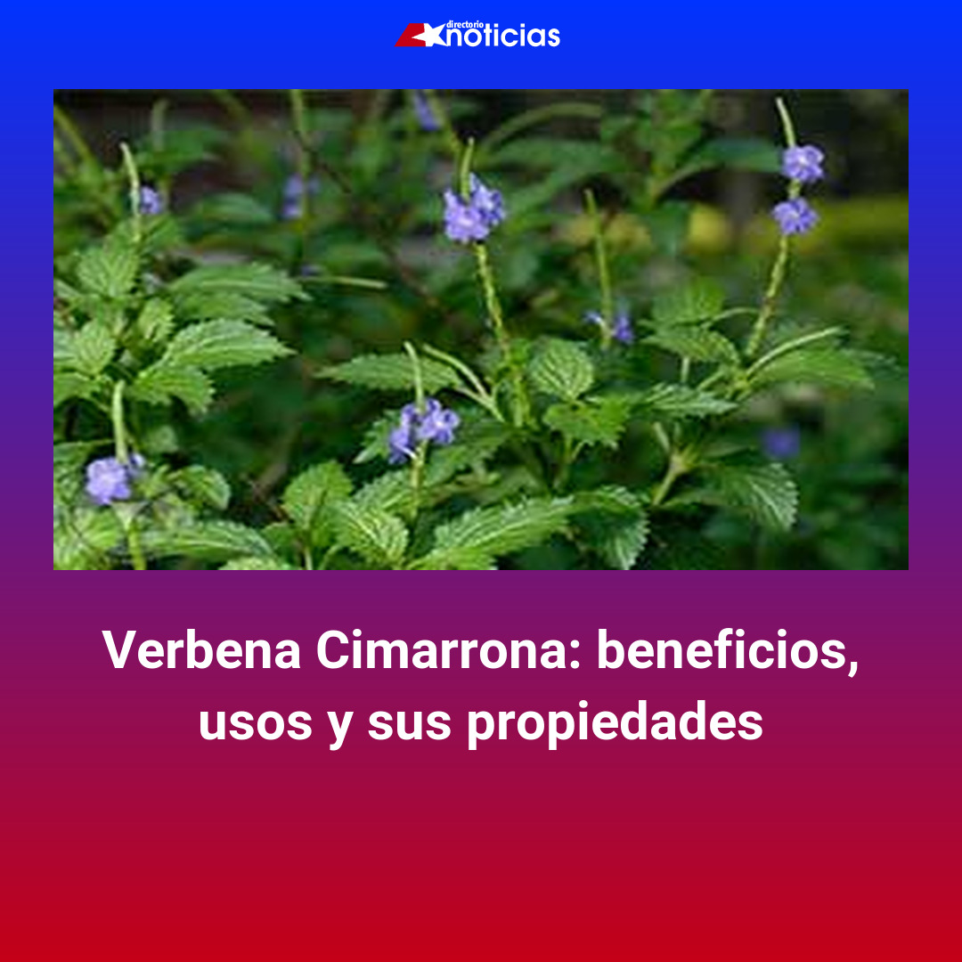 Verbena Cimarrona: beneficios, usos y sus propiedades Verbena Cimarrona: beneficios, usos y sus propiedades